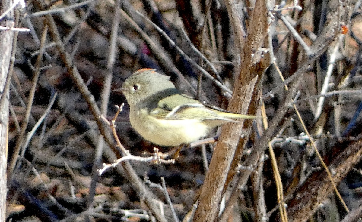 Ruby-crowned Kinglet - ML612891684