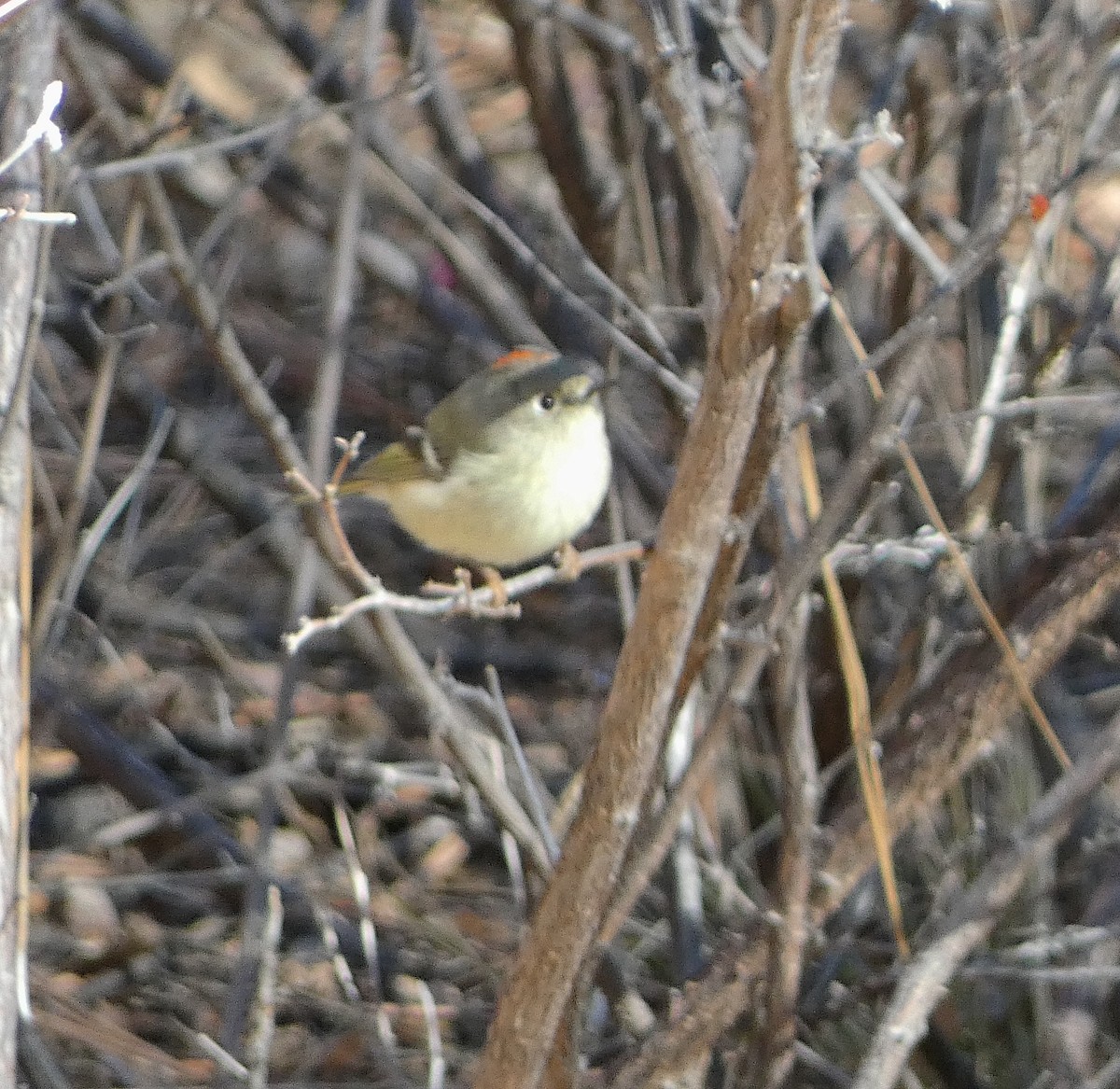 Ruby-crowned Kinglet - ML612891687