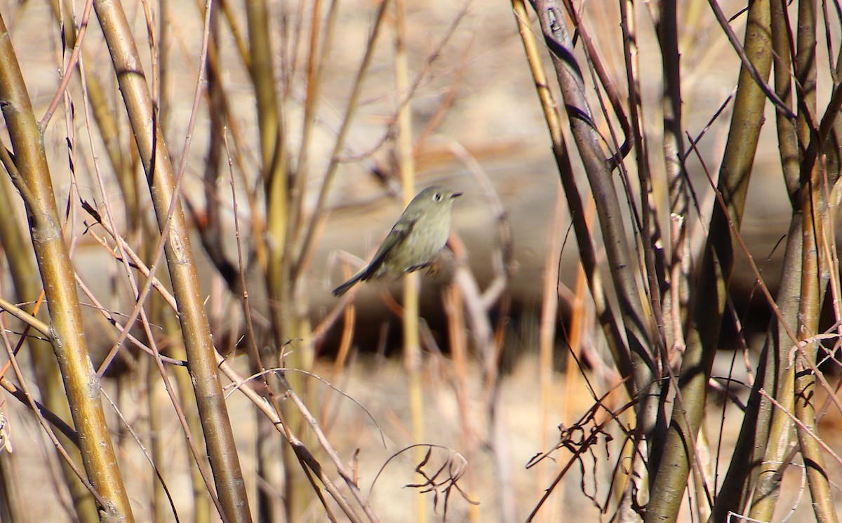 Ruby-crowned Kinglet - Lynn Wysocki-Smith