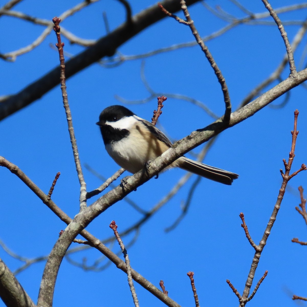 Mésange à tête noire - ML612891745