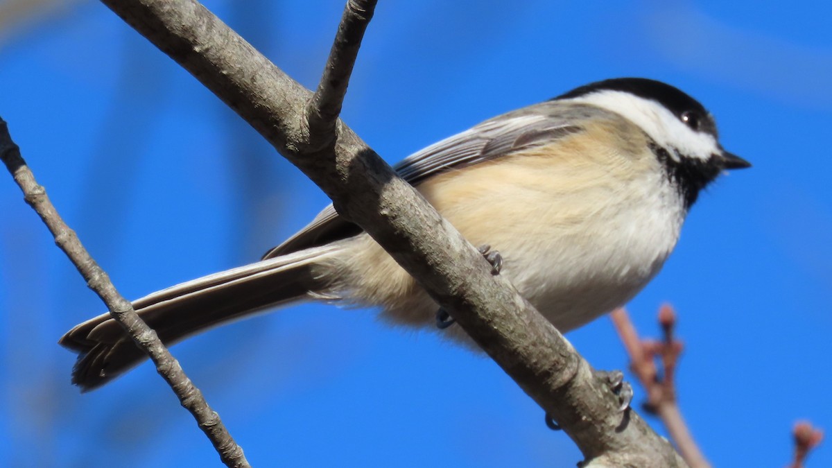 Black-capped Chickadee - ML612891746