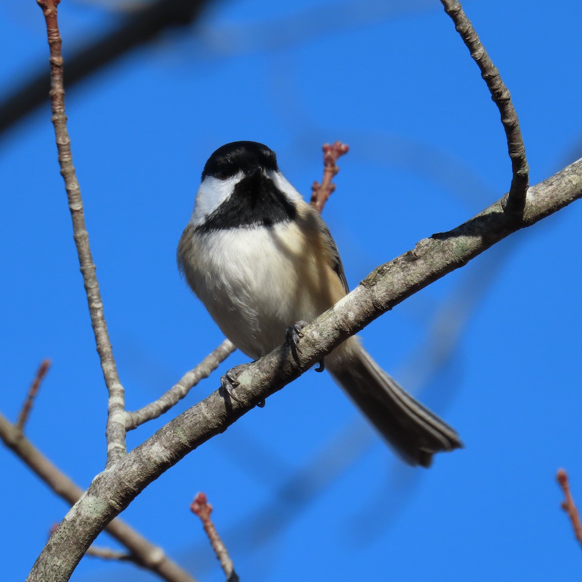 Mésange à tête noire - ML612891749