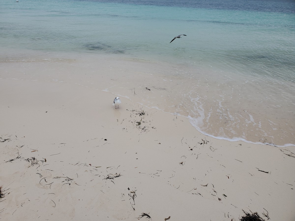 Bonaparte's Gull - ML612891831