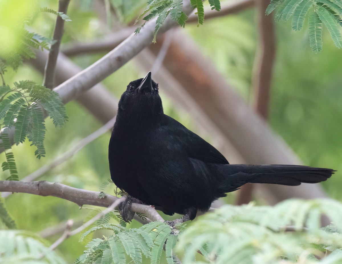 Melodious Blackbird - Jan Allen