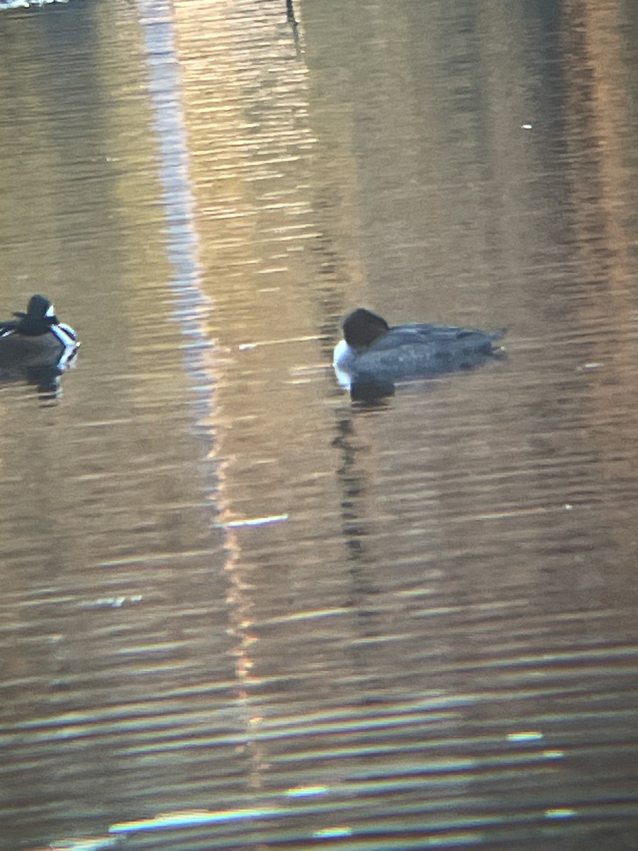 Common Merganser - Jessica Majors