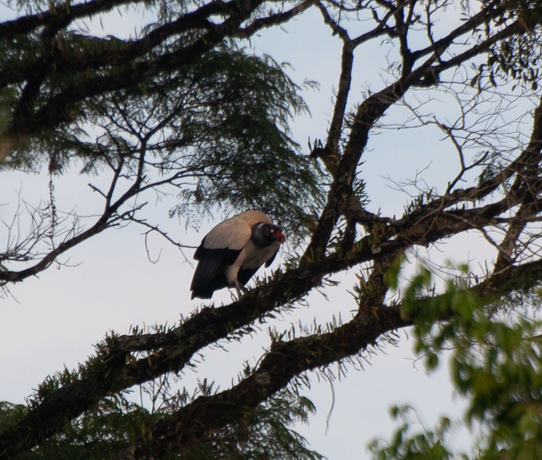 King Vulture - ML612892034