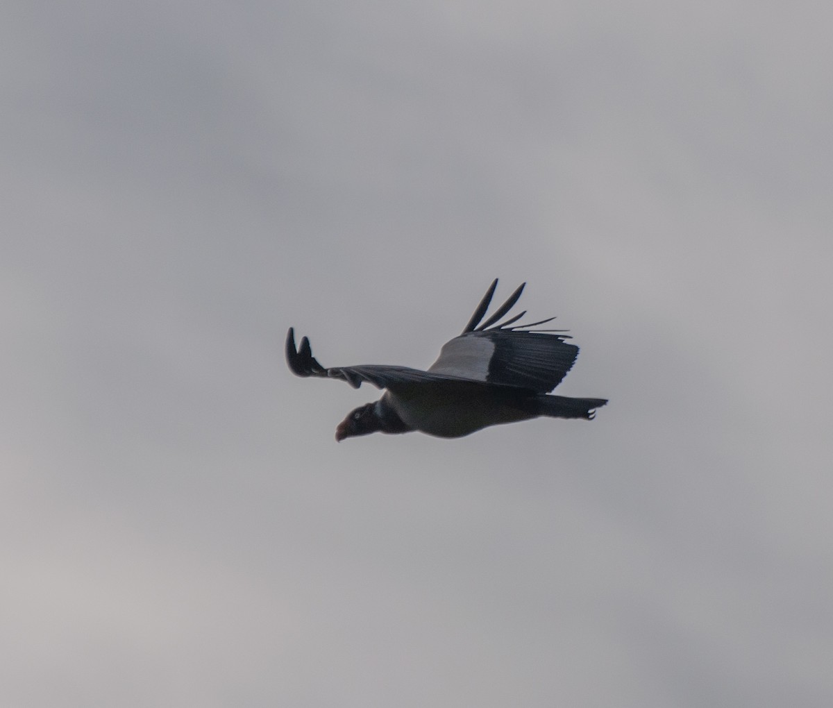 King Vulture - ML612892035