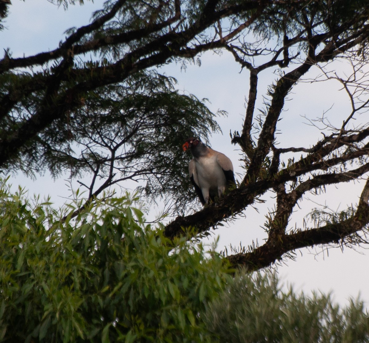 King Vulture - ML612892036