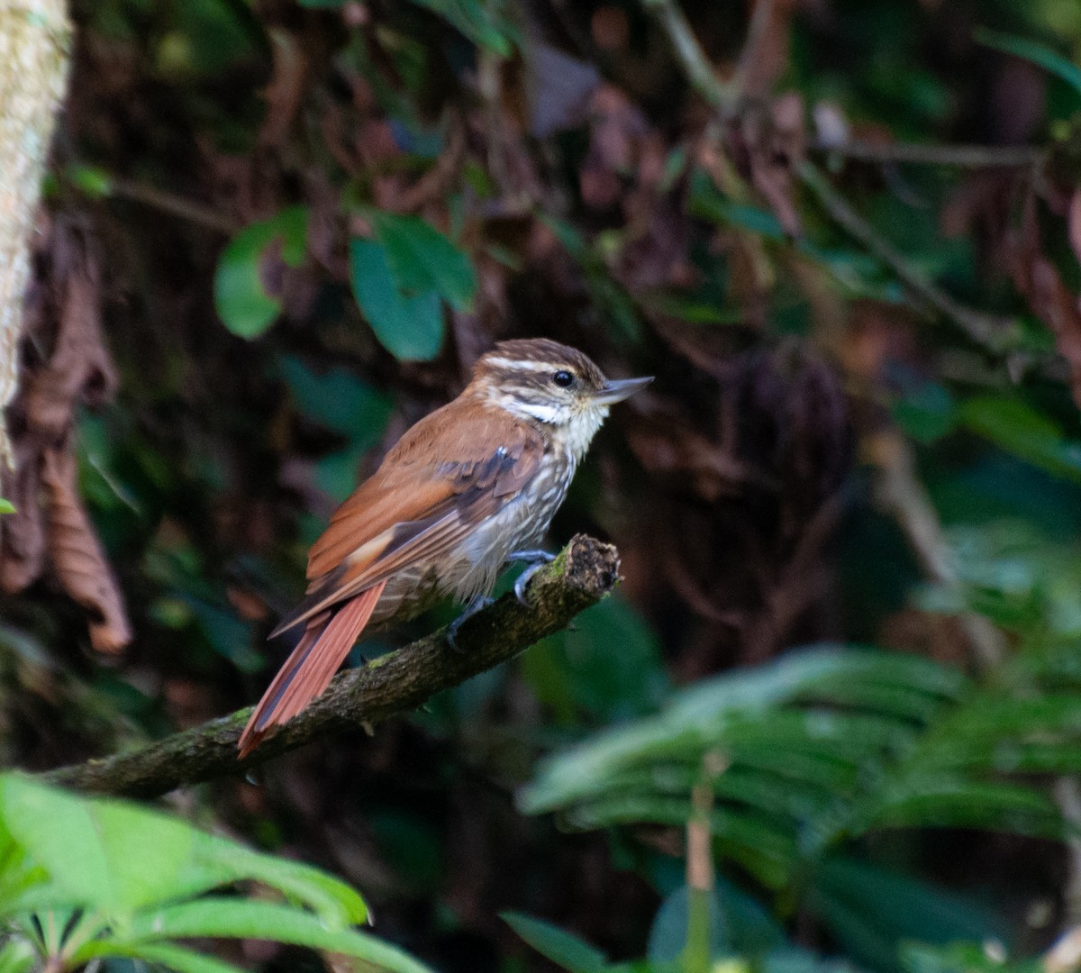 Streaked Xenops - ML612892050