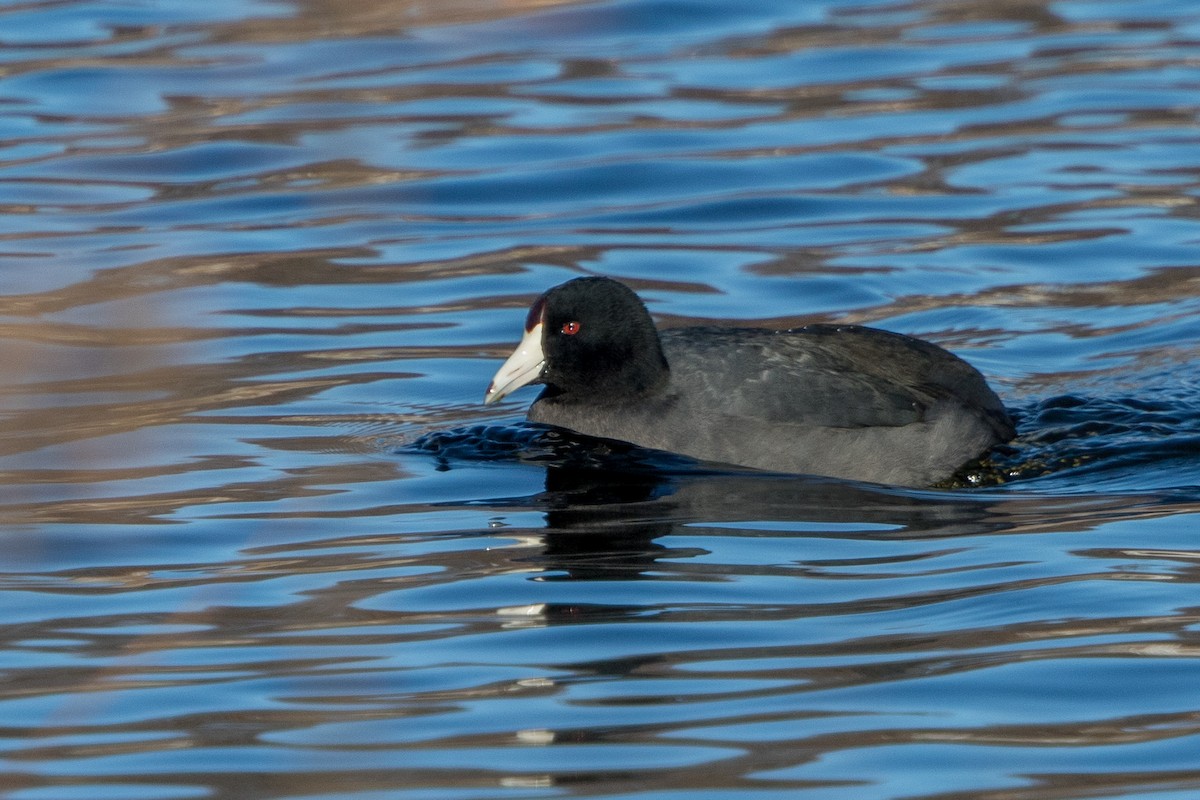 American Coot - Anonymous