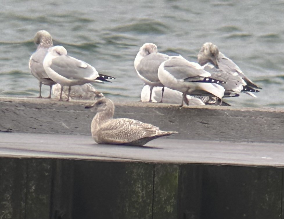 Iceland Gull - Austin Broadwater