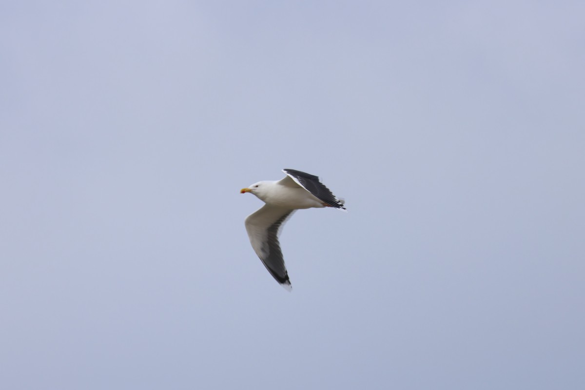 Great Black-backed Gull - ML612892115