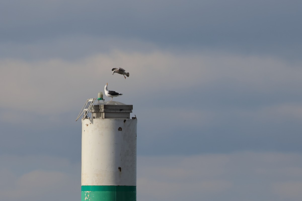 Great Black-backed Gull - ML612892122