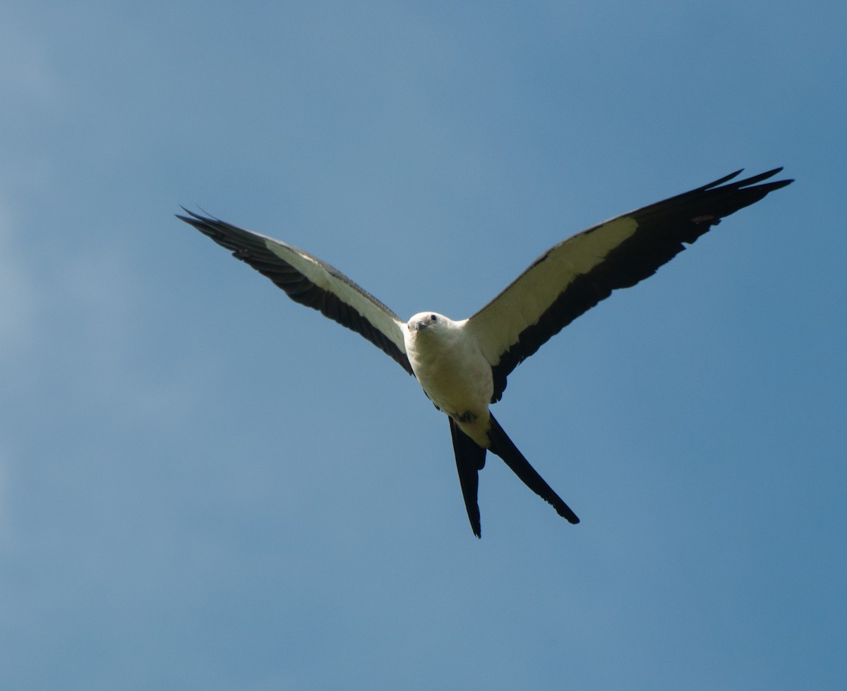 Swallow-tailed Kite - ML612892166
