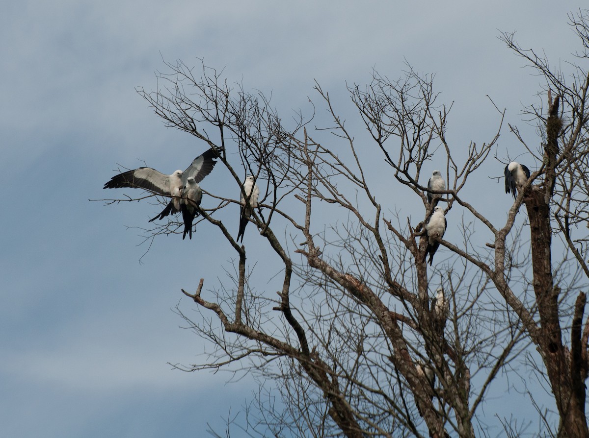 Swallow-tailed Kite - ML612892167