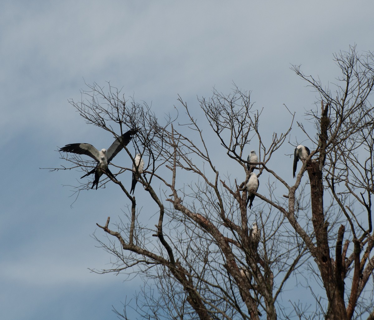 Swallow-tailed Kite - ML612892168