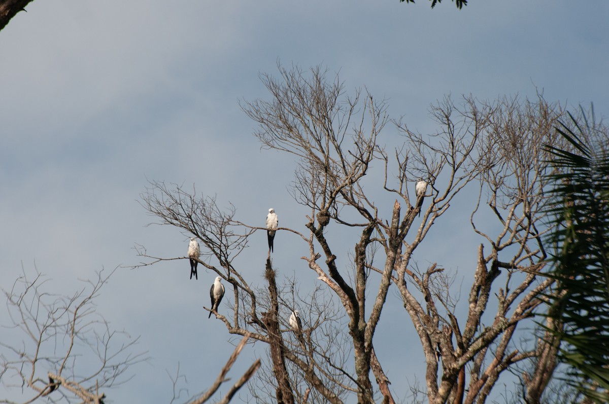 Swallow-tailed Kite - ML612892169