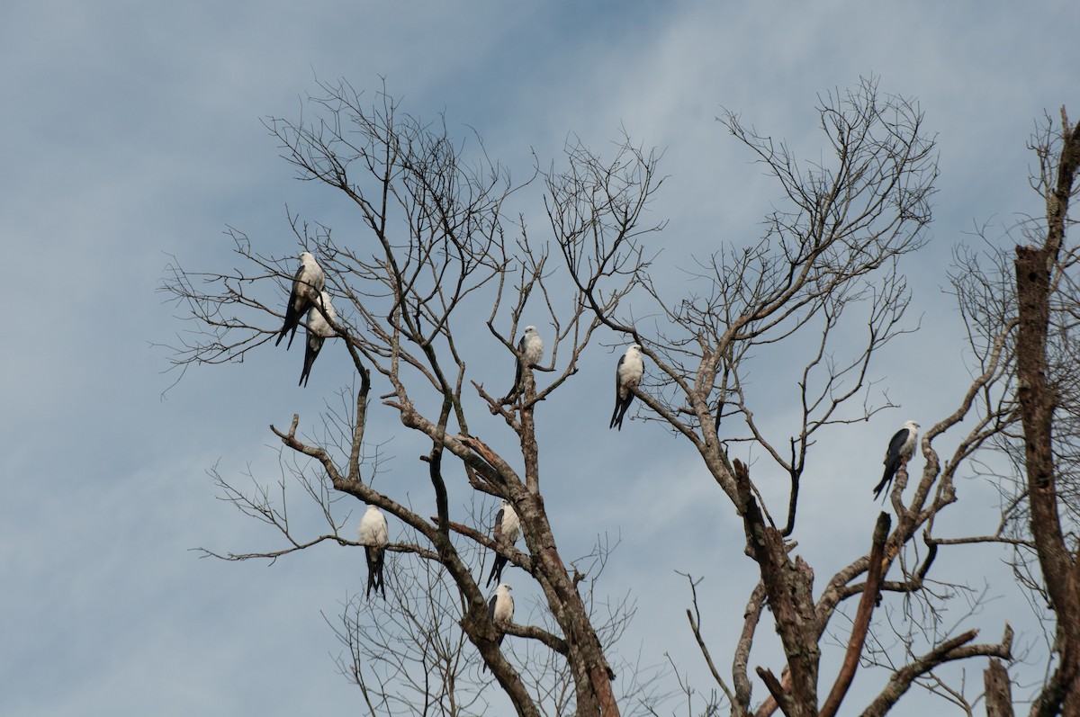 Swallow-tailed Kite - ML612892170