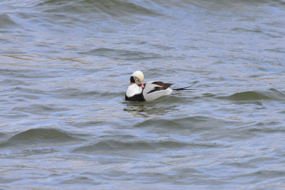 Long-tailed Duck - ML612892198
