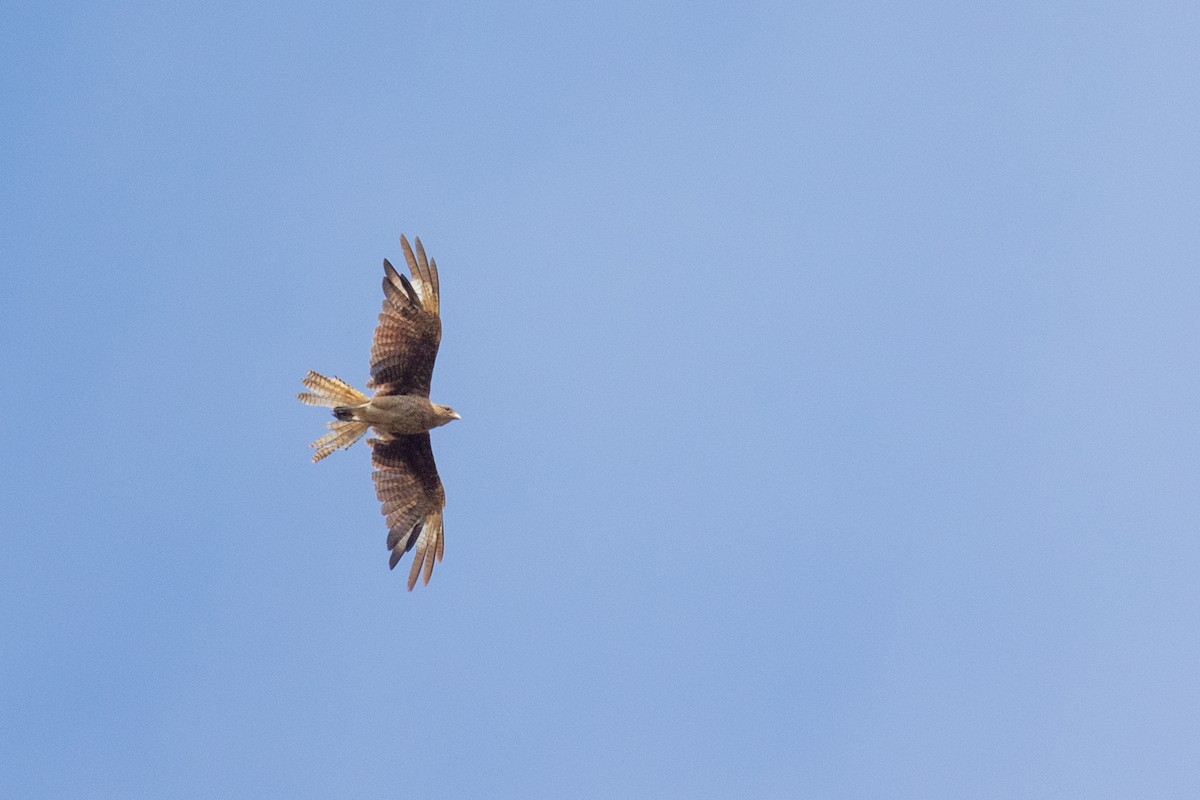 Chimango Caracara - Kalle Nibbenhagen