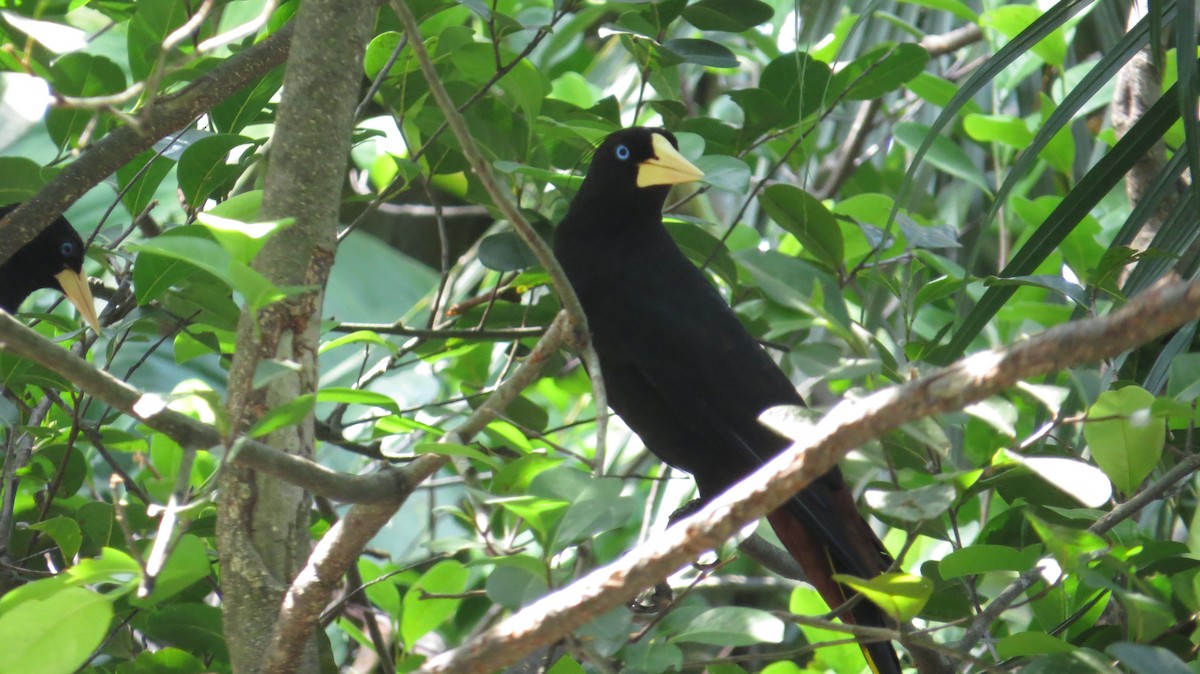 Yellow-rumped Cacique - Anonymous