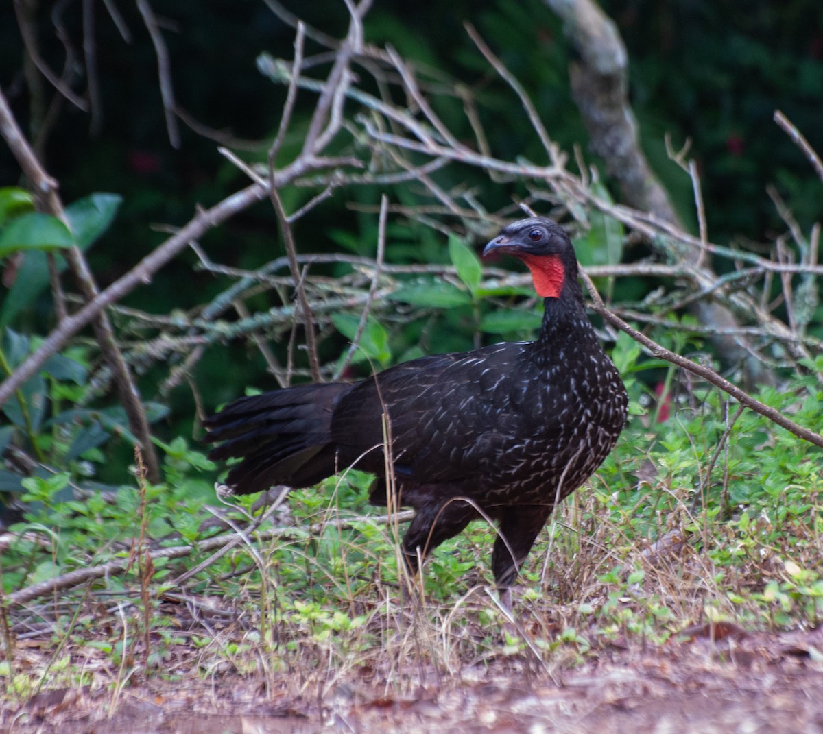 Dusky-legged Guan - Alan Hentz