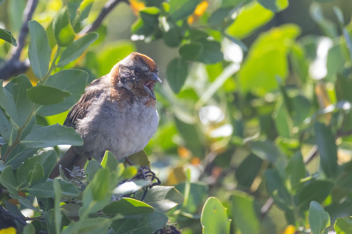 Rufous-collared Sparrow - Kalle Nibbenhagen