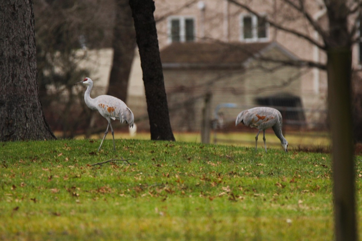 Grulla Canadiense - ML612892309