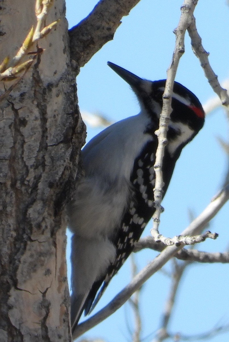 Hairy Woodpecker - Caley Thomas