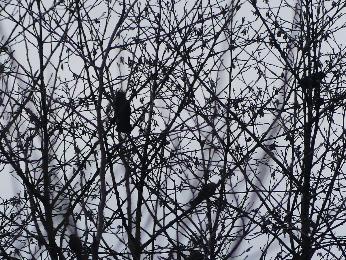 Rusty Blackbird - ML612892402