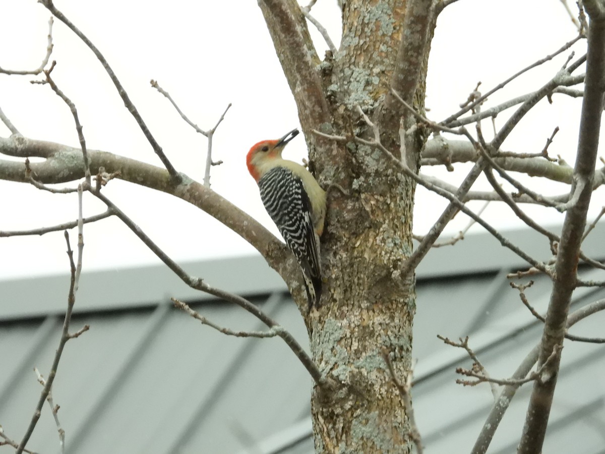 Red-bellied Woodpecker - ML612892444