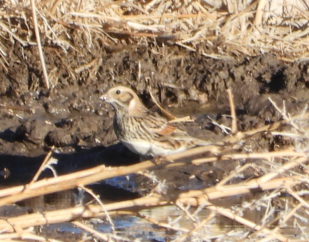 Lapland Longspur - ML612892480