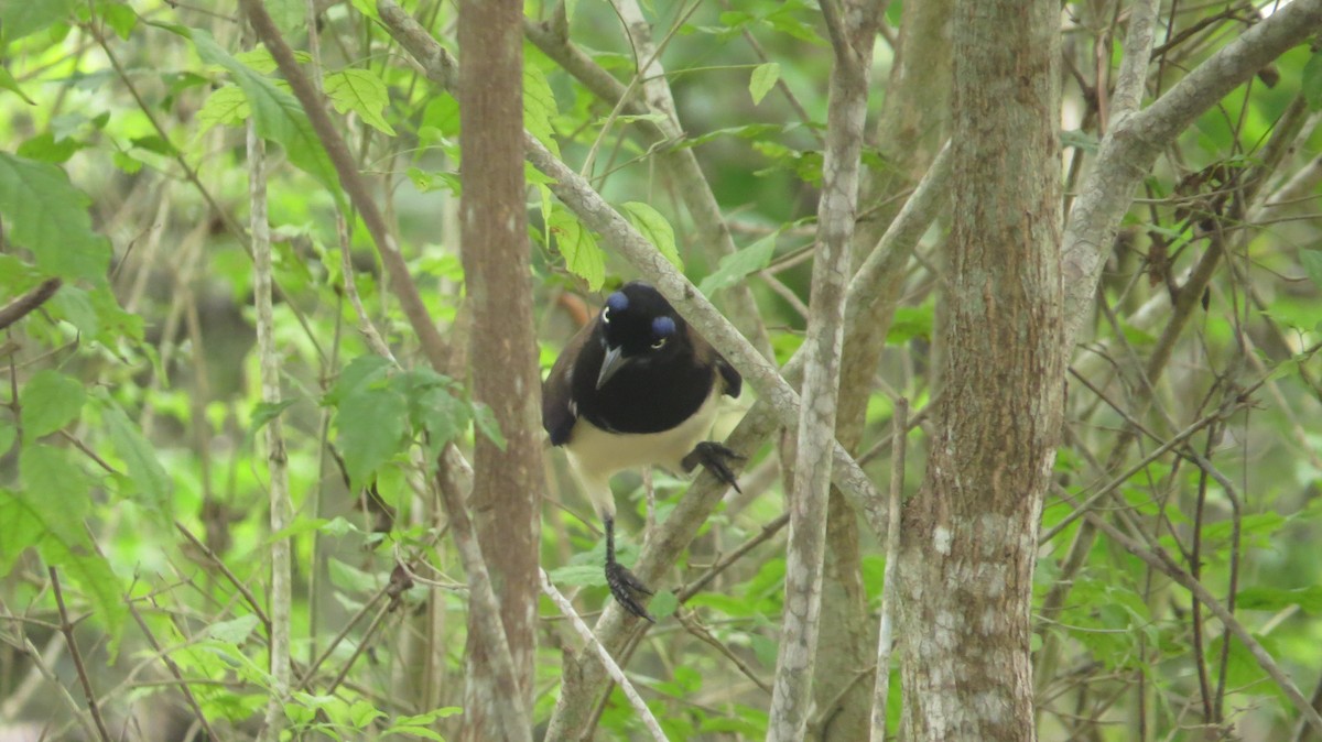 Black-chested Jay - Anonymous