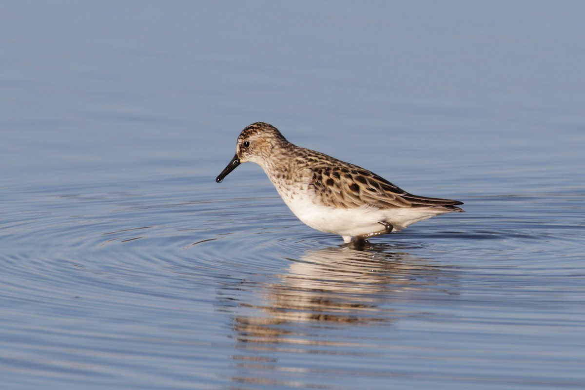 Semipalmated Sandpiper - ML612892511