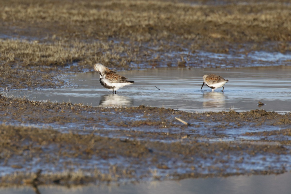 Dunlin - ML612892591