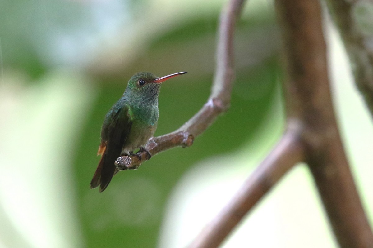 Rufous-tailed Hummingbird - ML612892688