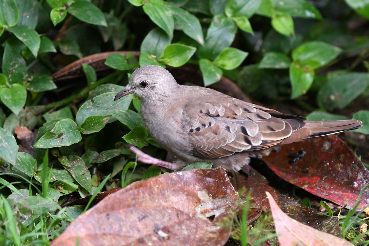 Common Ground Dove - ML612892692