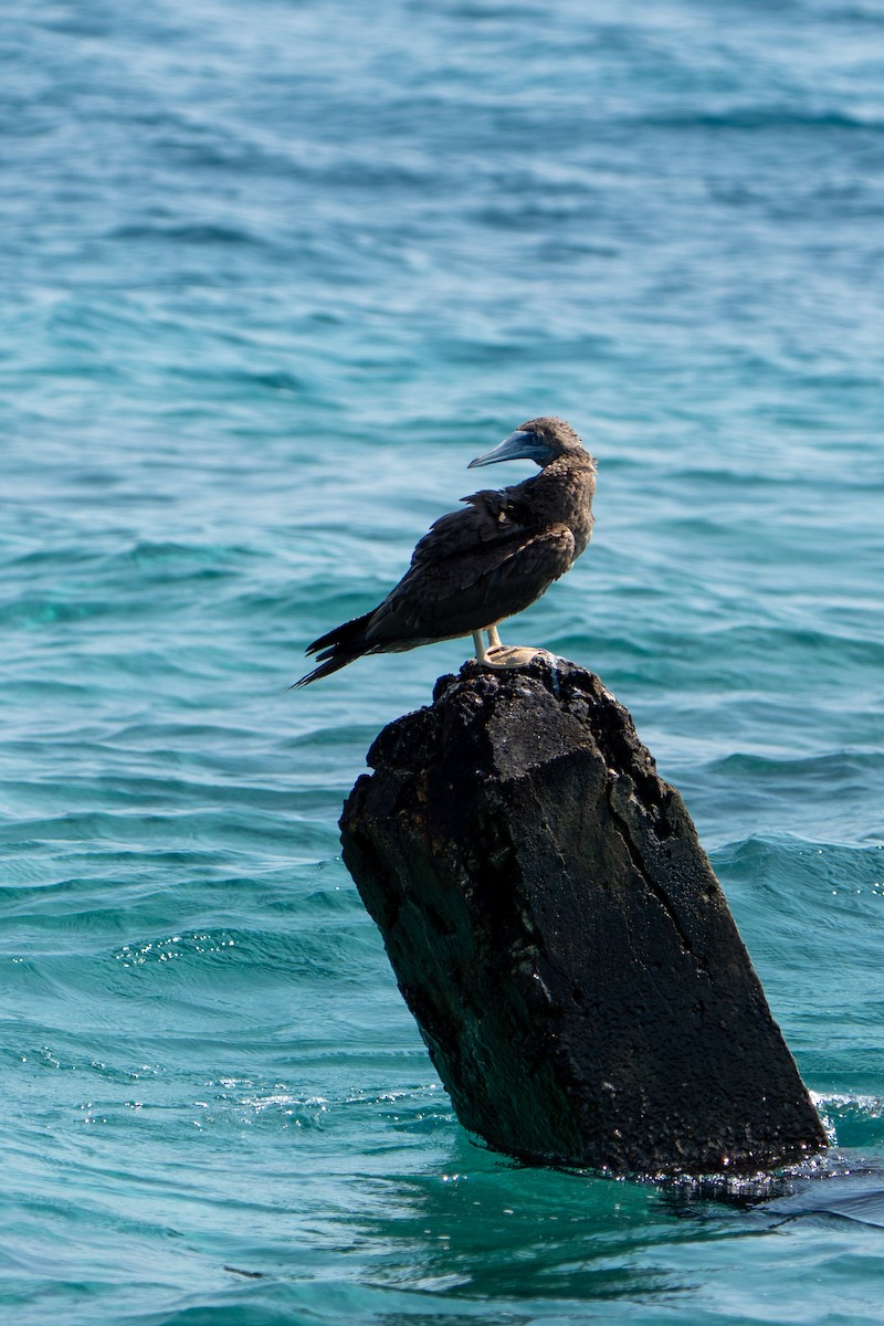 Brown Booby - ML612892695