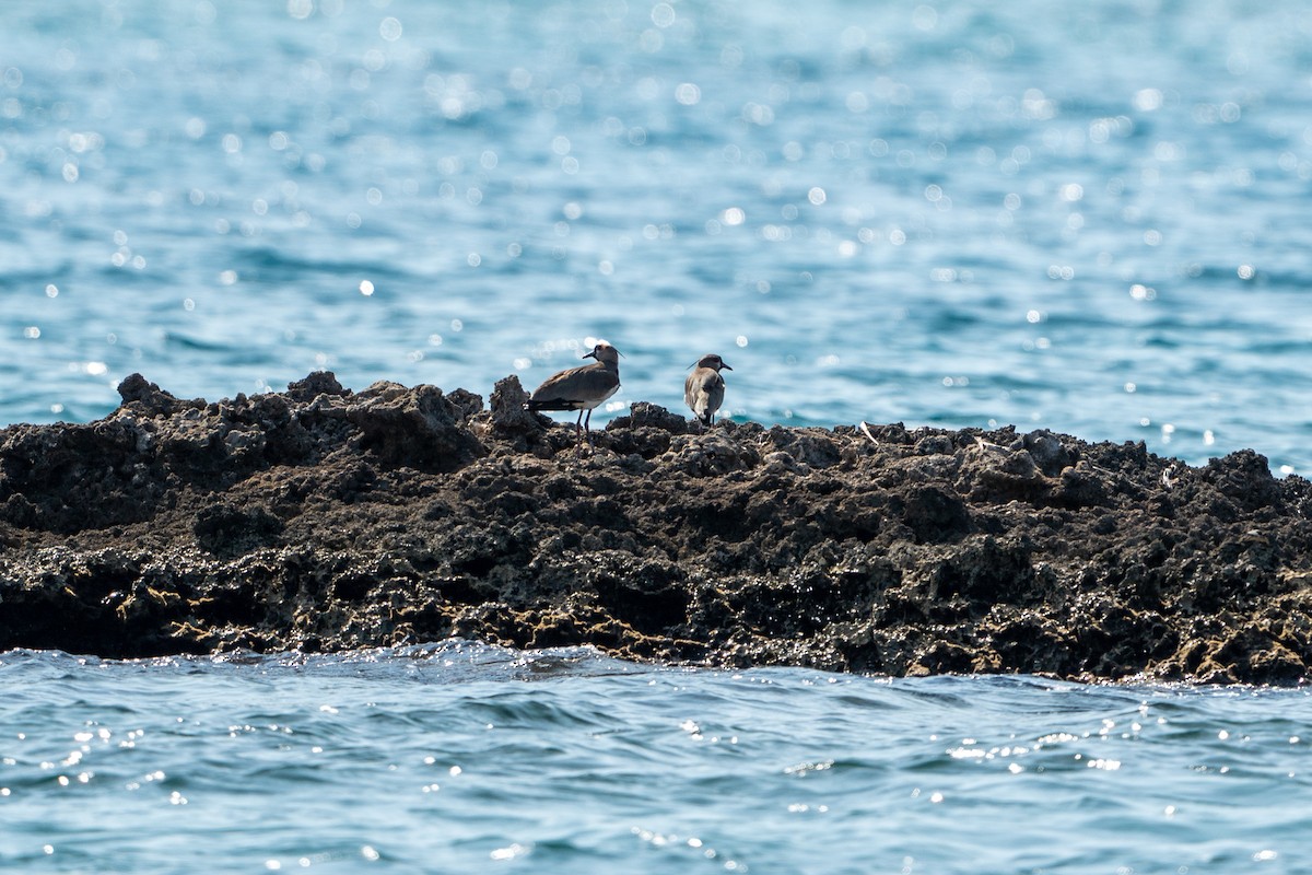 Southern Lapwing - ML612892708