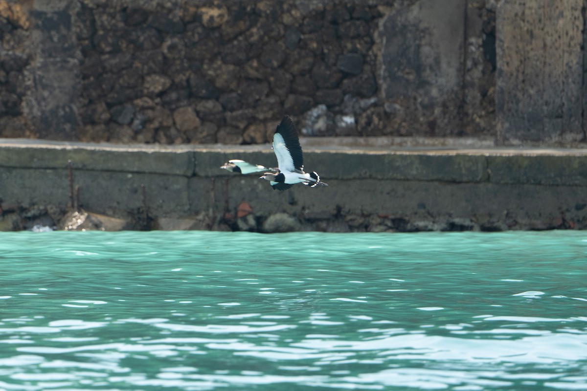 Southern Lapwing - ML612892719