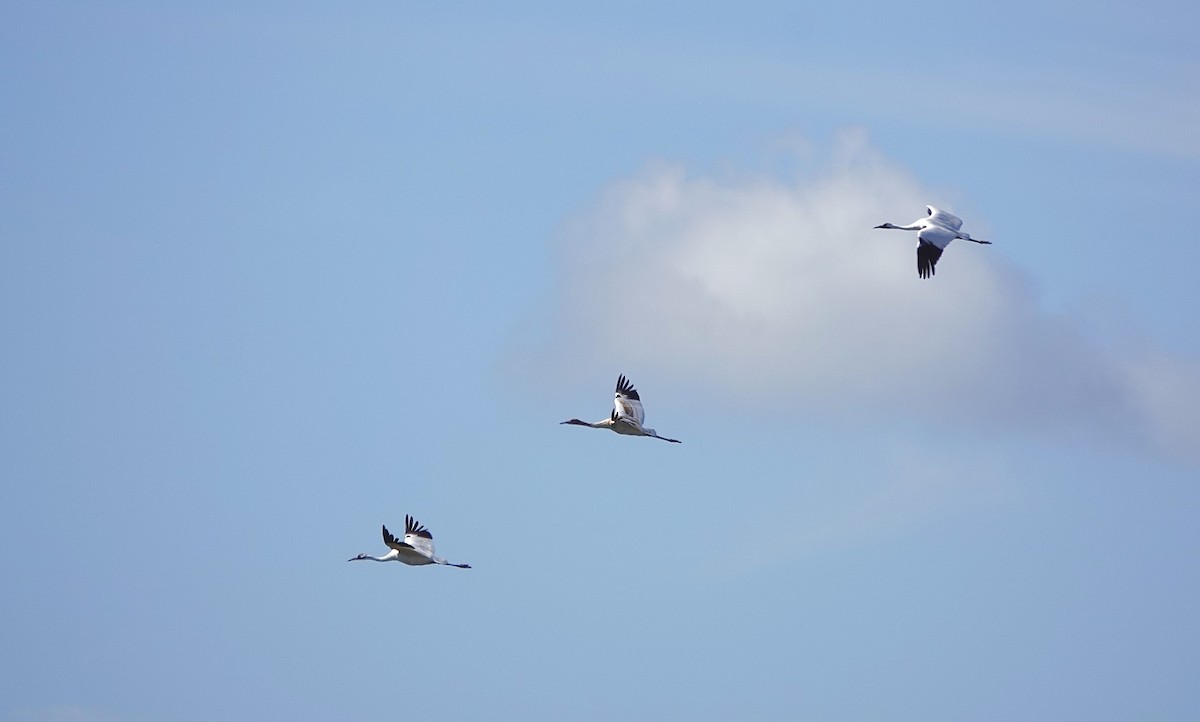 Whooping Crane - ML612892743