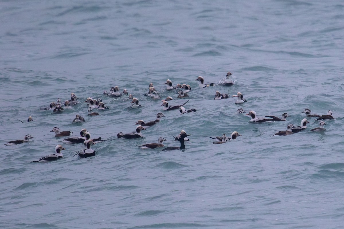 Long-tailed Duck - Robin Corcoran