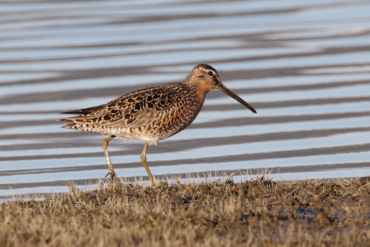 Short-billed Dowitcher - Pam Sinclair