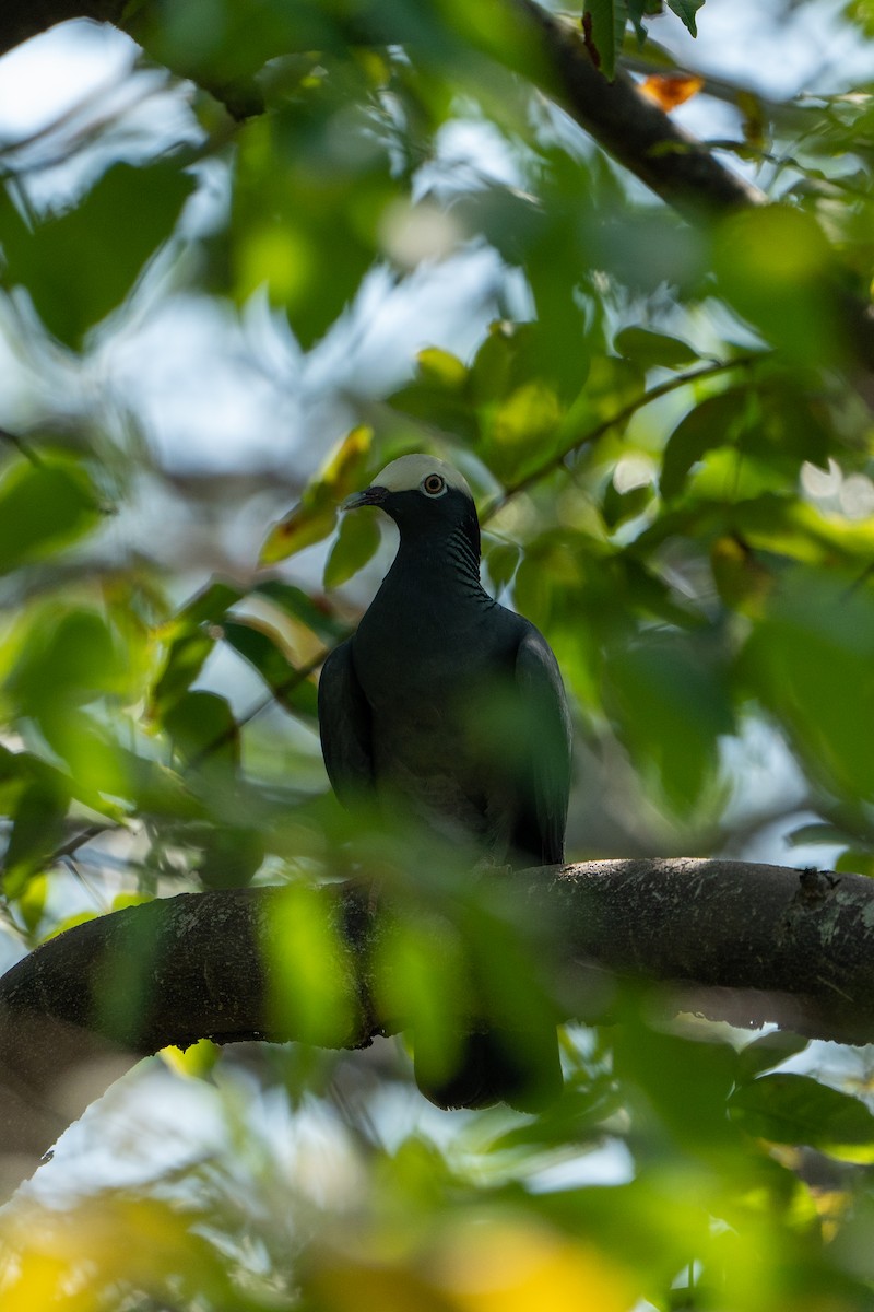 White-crowned Pigeon - ML612892846