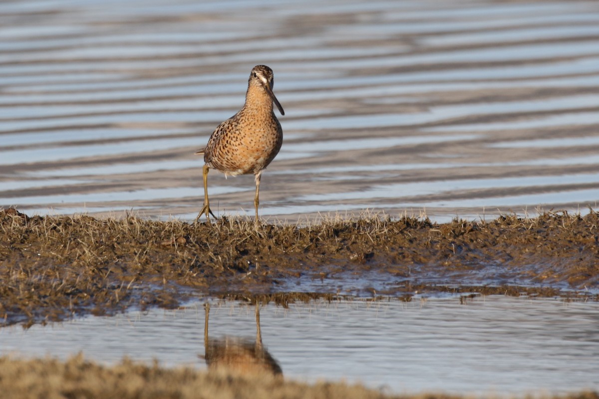 Short-billed Dowitcher - ML612892851