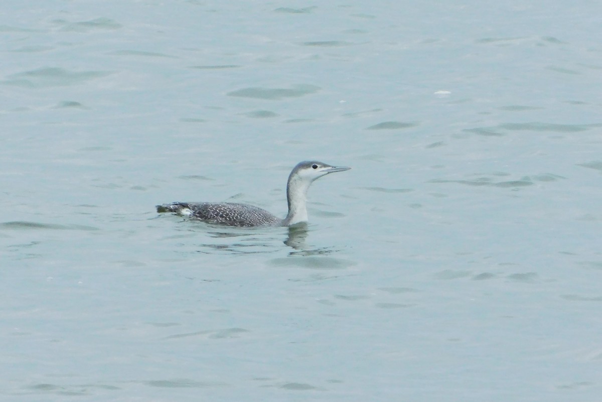 Red-throated Loon - ML612892866