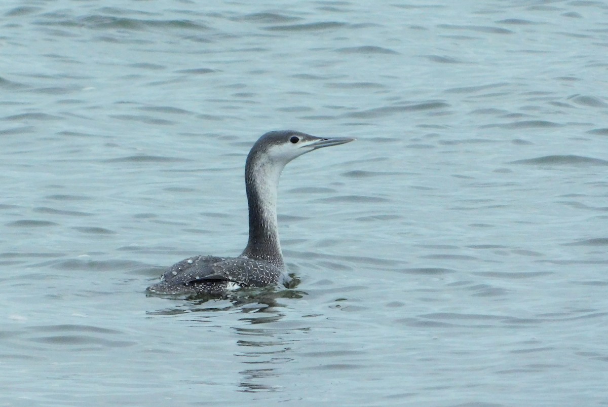 Red-throated Loon - ML612892867