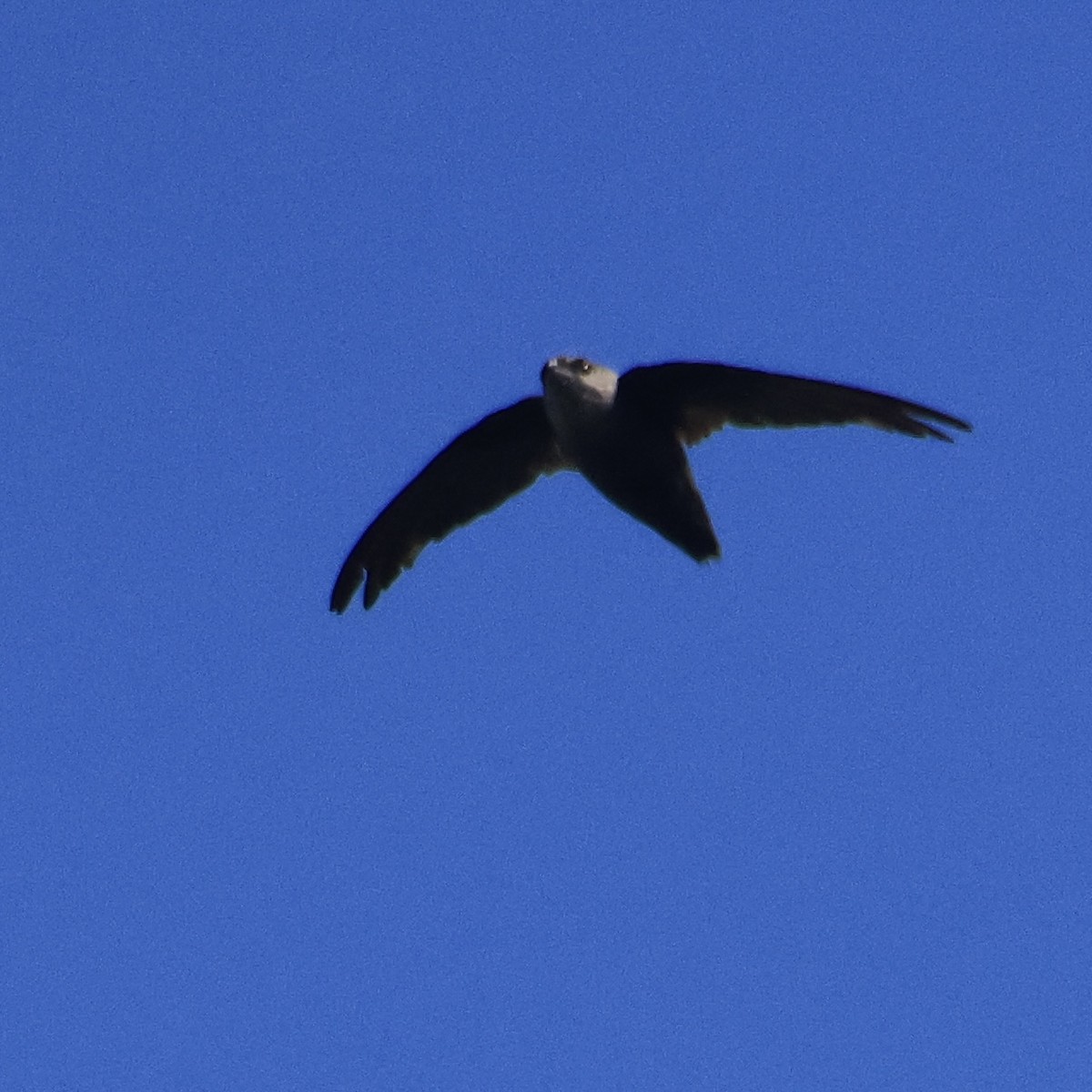 Chimney Swift - ML612892902
