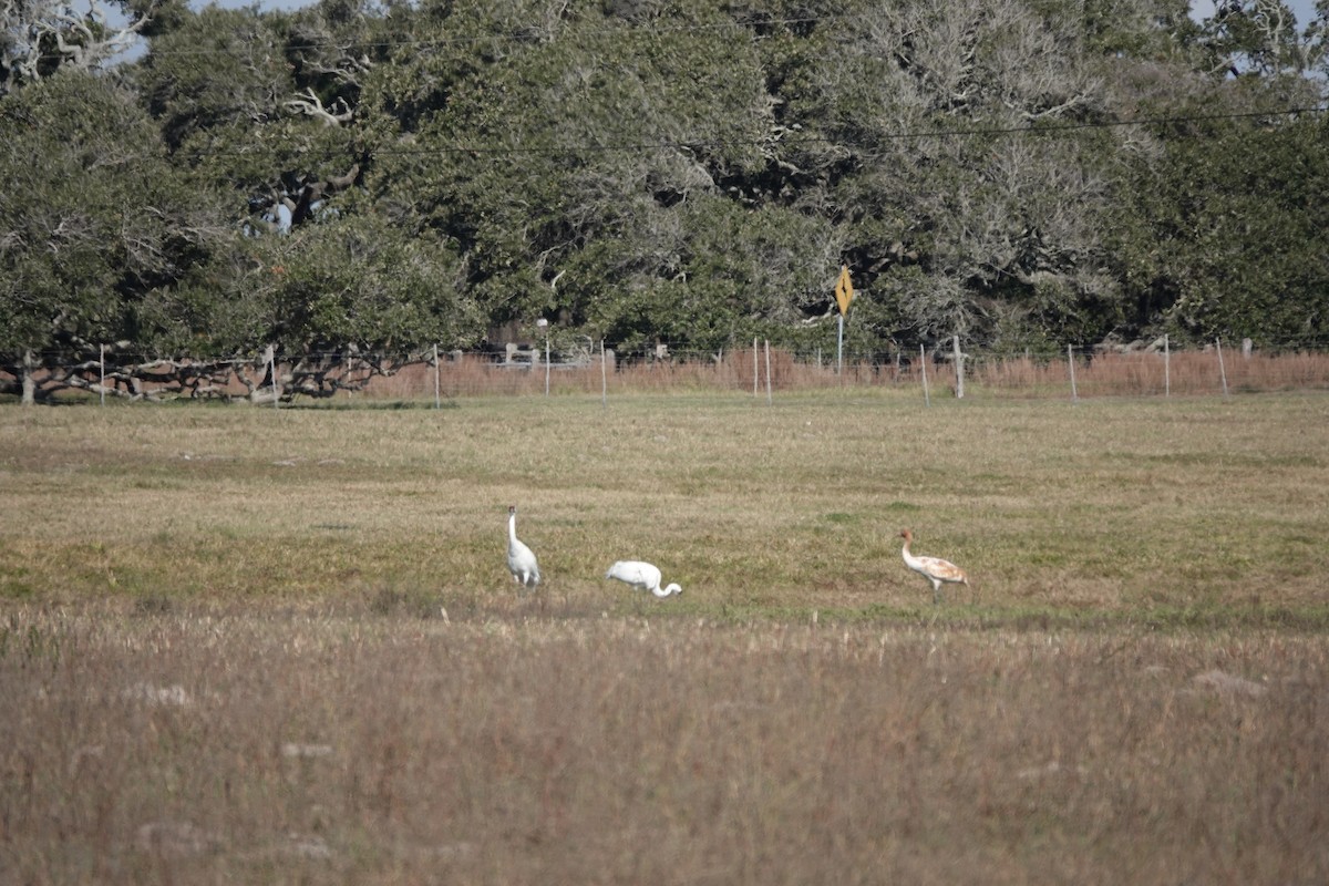 Whooping Crane - ML612892999