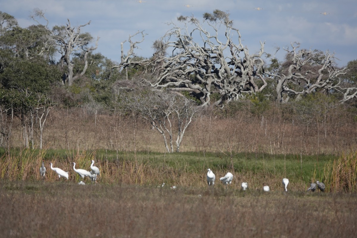 Whooping Crane - ML612893000